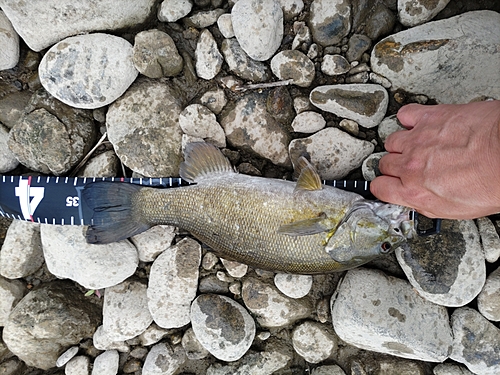 スモールマウスバスの釣果