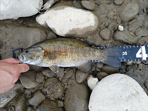 スモールマウスバスの釣果