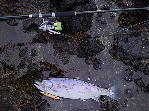 サクラマスの釣果