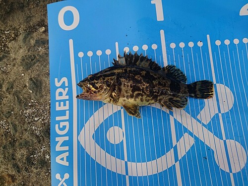 タケノコメバルの釣果