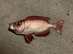 ホウセキキントキの釣果