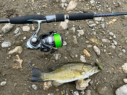 スモールマウスバスの釣果