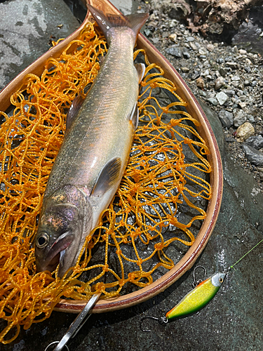 イワナの釣果