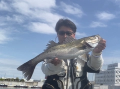 ハネ（マルスズキ）の釣果