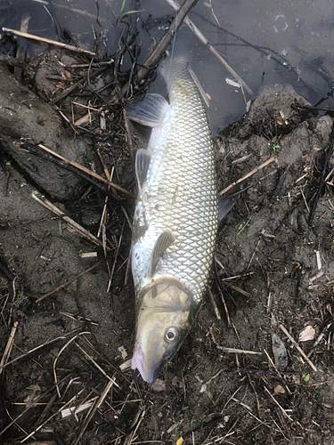 ニゴイの釣果