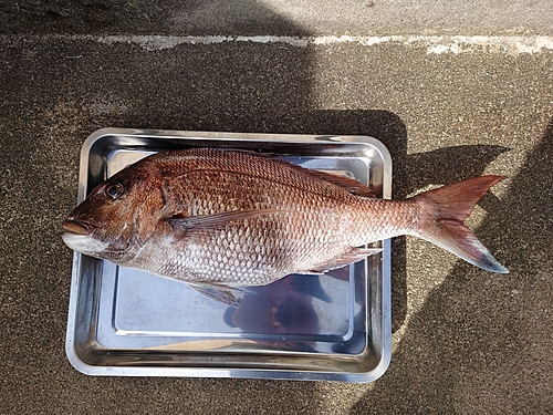 マダイの釣果