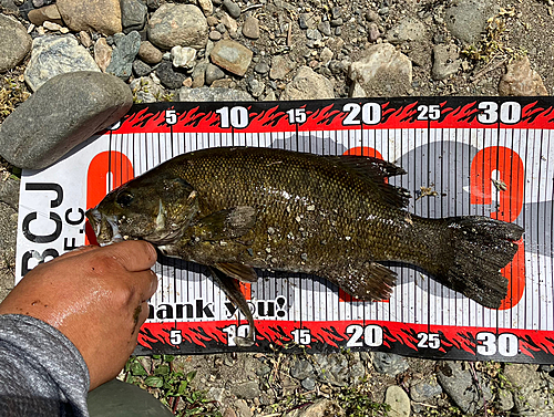 スモールマウスバスの釣果