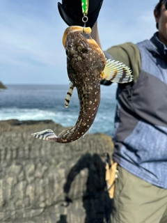 ホッケの釣果