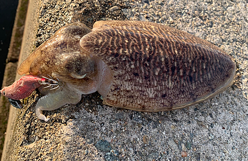 コウイカの釣果