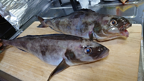 ホッケの釣果