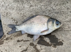 ヘラブナの釣果