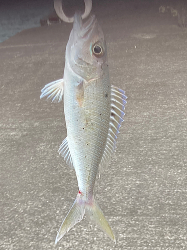 アオチビキの釣果