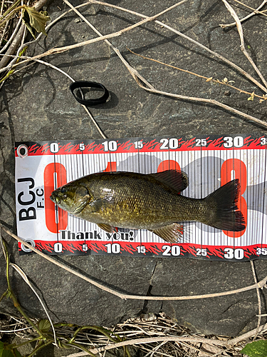 スモールマウスバスの釣果