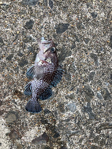 クロソイの釣果