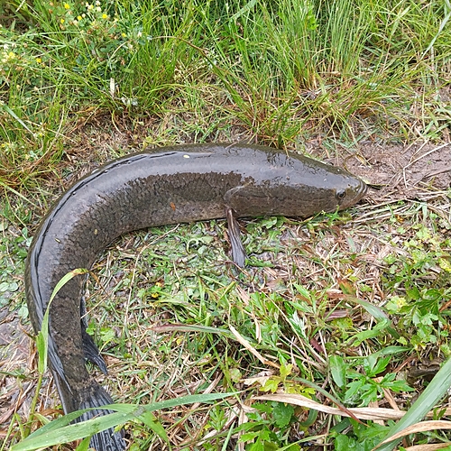 ライギョの釣果