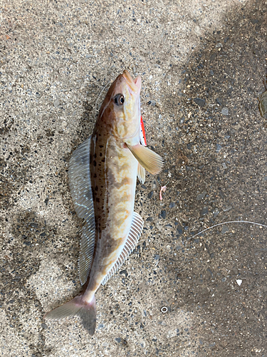 ホッケの釣果