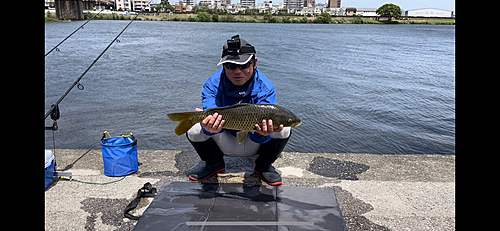 コイの釣果