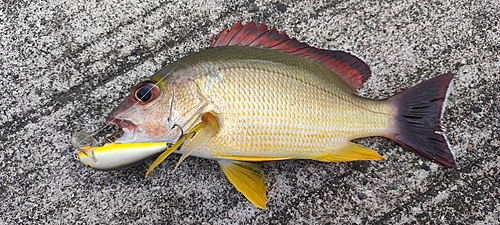 オキフエダイの釣果