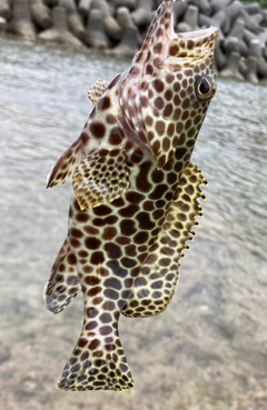 カンモンハタの釣果