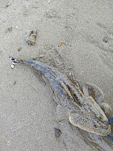 マゴチの釣果