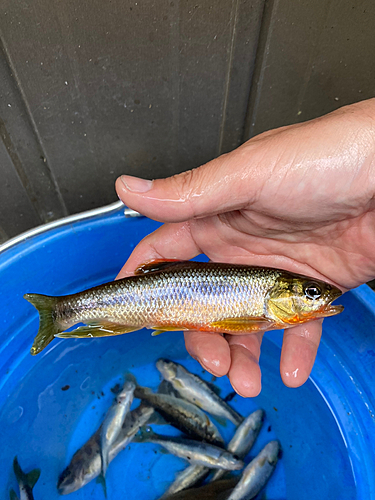 カワムツの釣果