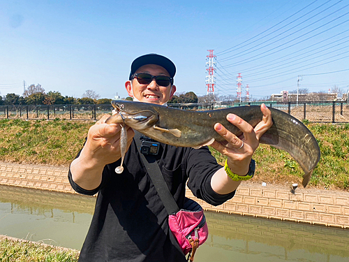 ニホンナマズの釣果