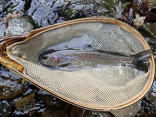 ニジマスの釣果