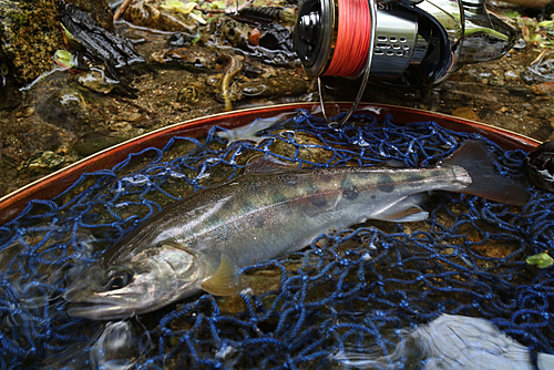 ヤマメの釣果