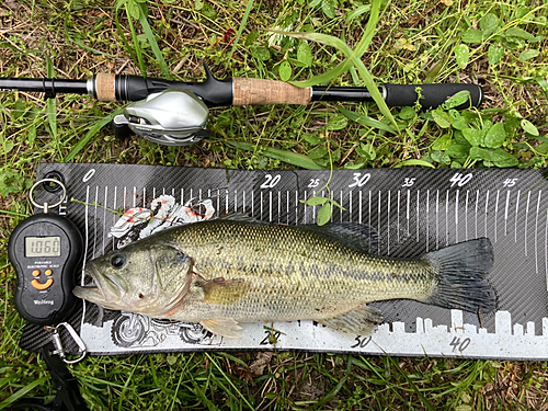 ブラックバスの釣果