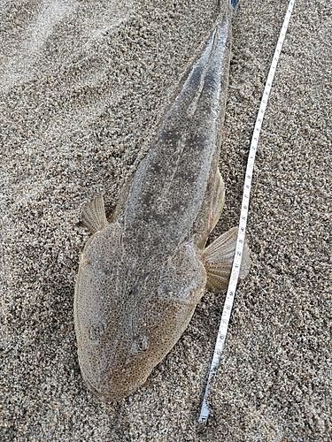 マゴチの釣果