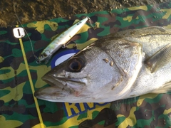 シーバスの釣果