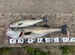 マルスズキの釣果