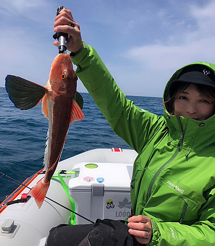 ホウボウの釣果