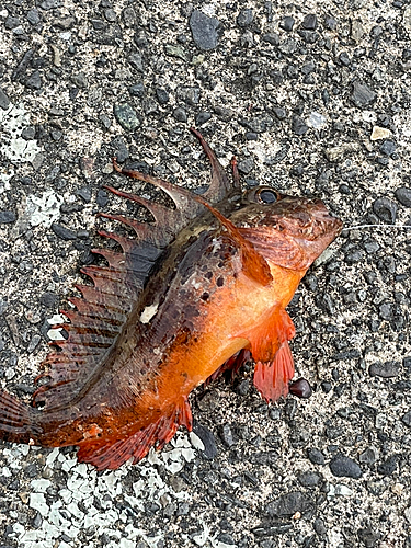 ハオコゼの釣果