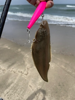 シタビラメの釣果