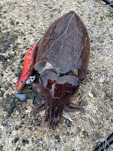 コウイカの釣果