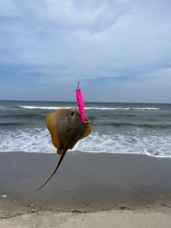 エイの釣果