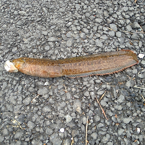 ギンポの釣果