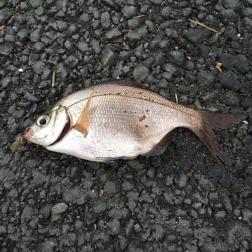 ウミタナゴの釣果