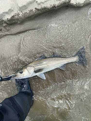 スズキの釣果