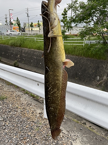 ナマズの釣果