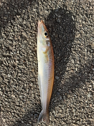 シロギスの釣果