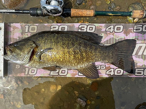 スモールマウスバスの釣果