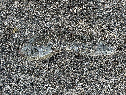 シタビラメの釣果