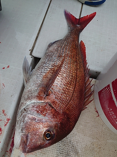 マダイの釣果