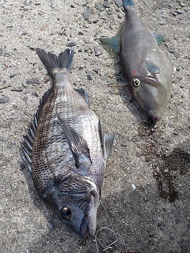 チヌの釣果