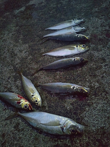 マアジの釣果