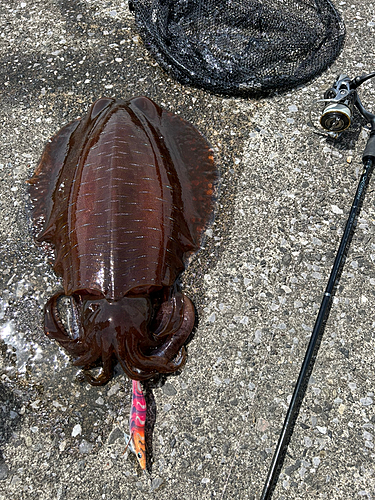 アオリイカの釣果