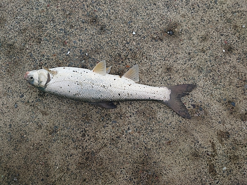 ウグイの釣果