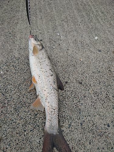 ウグイの釣果